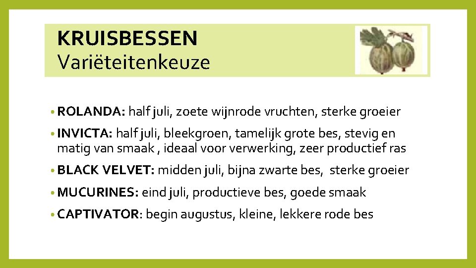  KRUISBESSEN Variëteitenkeuze • ROLANDA: half juli, zoete wijnrode vruchten, sterke groeier • INVICTA: