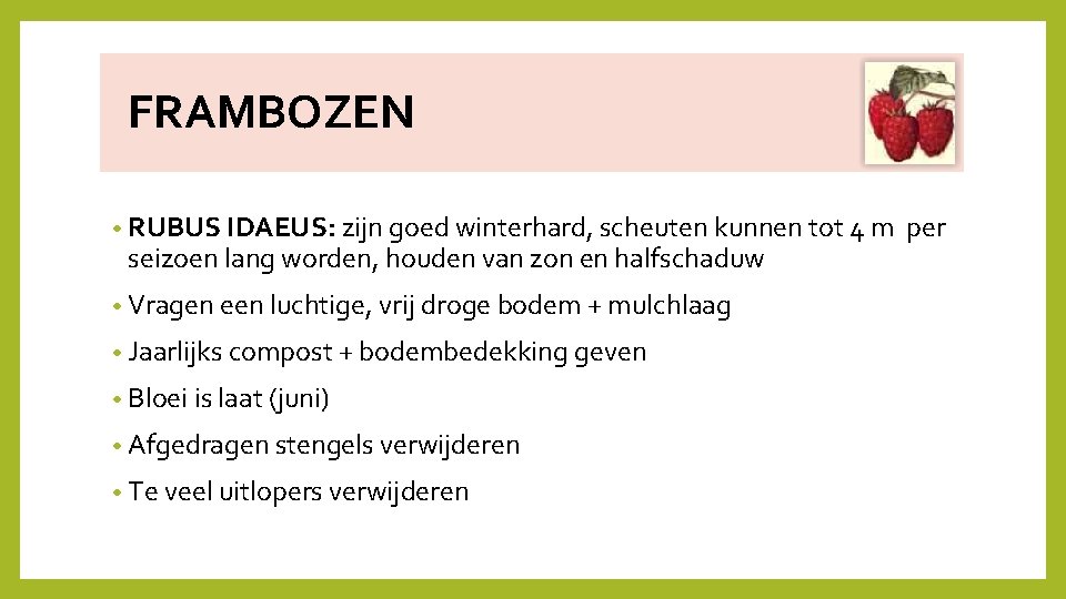  FRAMBOZEN • RUBUS IDAEUS: zijn goed winterhard, scheuten kunnen tot 4 m per