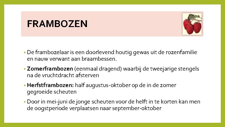  FRAMBOZEN • De frambozelaar is een doorlevend houtig gewas uit de rozenfamilie en