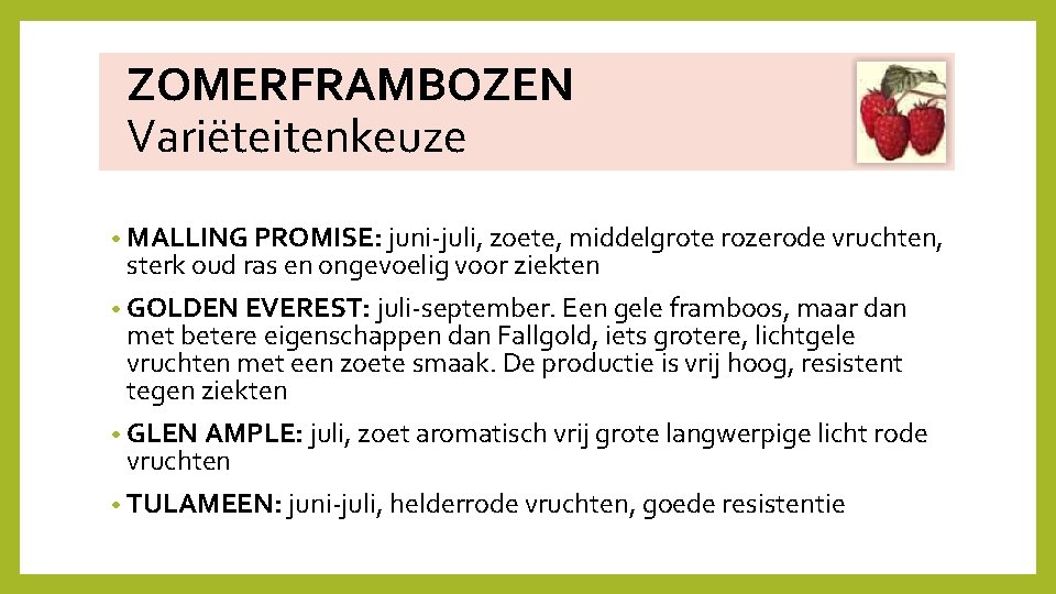  ZOMERFRAMBOZEN Variëteitenkeuze • MALLING PROMISE: juni‐juli, zoete, middelgrote rozerode vruchten, sterk oud ras