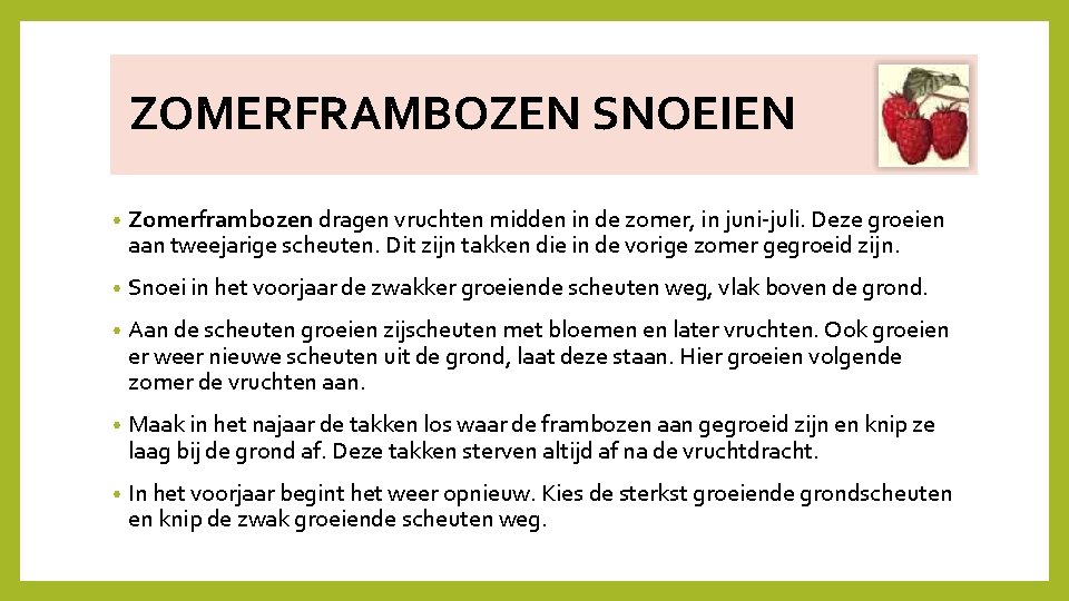 FRAMBOZEN ZOMERFRAMBOZEN SNOEIEN • Zomerframbozen dragen vruchten midden in de zomer, in juni‐juli. Deze