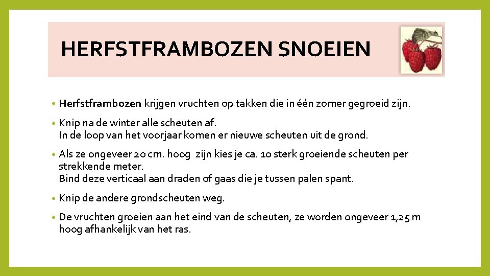 FRAMBOZEN SNOEIEN HERFSTFRAMBOZEN SNOEIEN • Herfstframbozen krijgen vruchten op takken die in één zomer