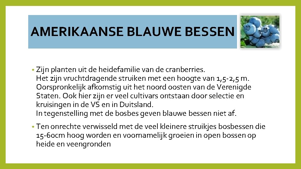AMERIKAANSE BLAUWE BESSEN • Zijn planten uit de heidefamilie van de cranberries. Het zijn