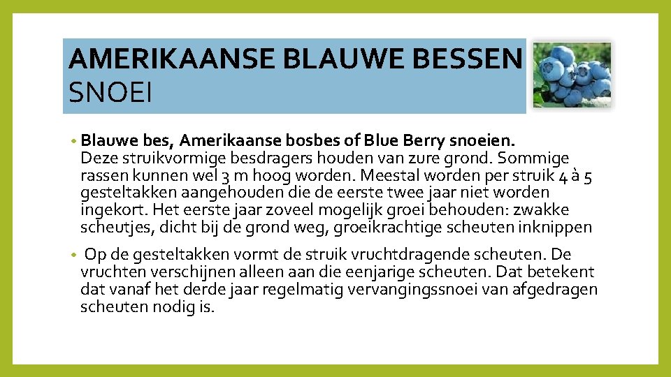 AMERIKAANSE BLAUWE BESSEN SNOEI • Blauwe bes, Amerikaanse bosbes of Blue Berry snoeien. Deze