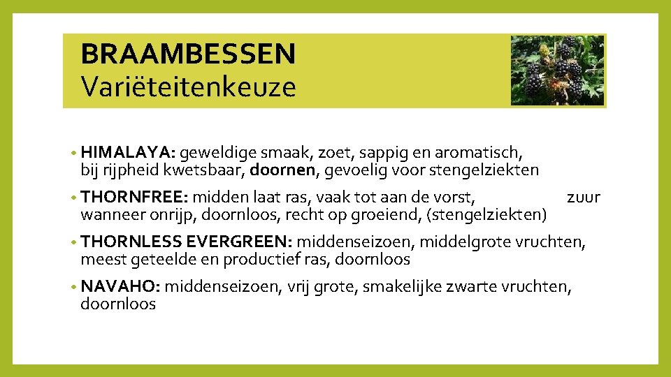  BRAAMBESSEN Variëteitenkeuze • HIMALAYA: geweldige smaak, zoet, sappig en aromatisch, bij rijpheid kwetsbaar,