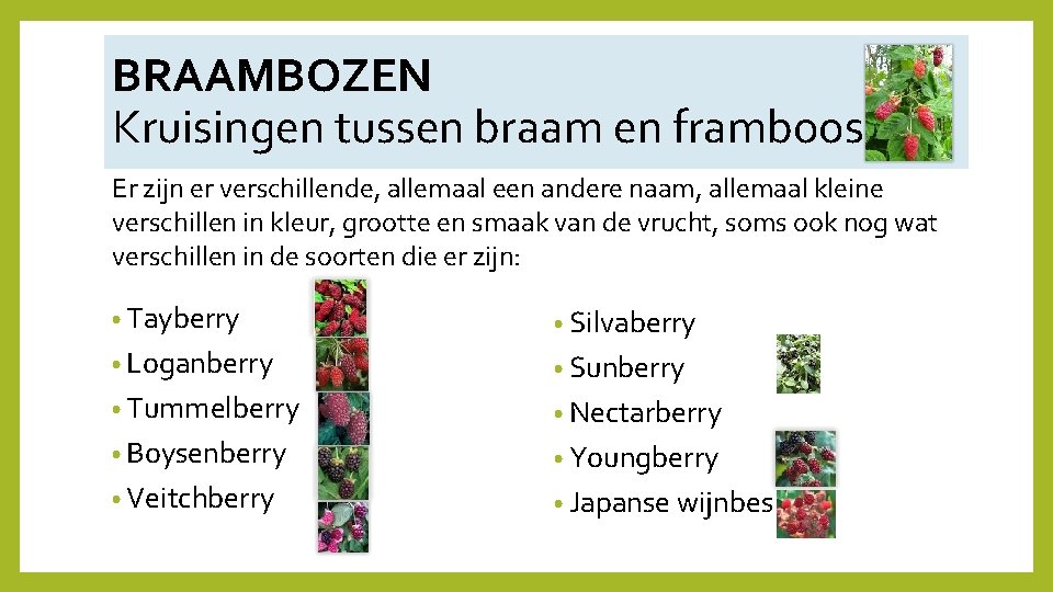 BRAAMBOZEN Kruisingen tussen braam en framboos Er zijn er verschillende, allemaal een andere naam,