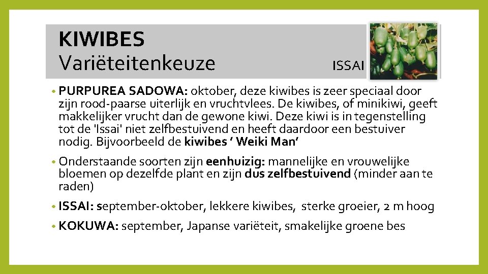  KIWIBES Variëteitenkeuze ISSAI • PURPUREA SADOWA: oktober, deze kiwibes is zeer speciaal door