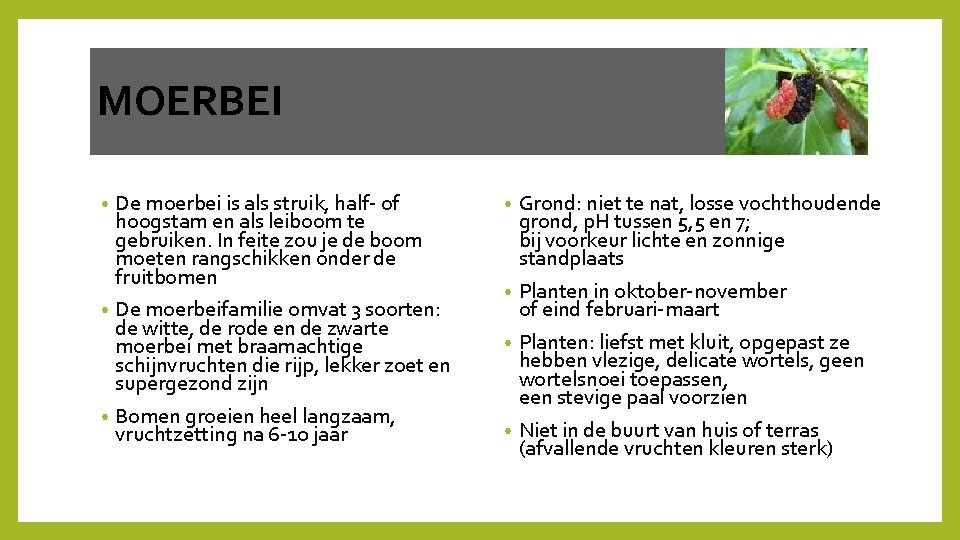 MOERBEI De moerbei is als struik, half‐ of hoogstam en als leiboom te gebruiken.