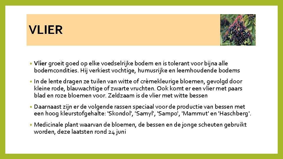 VLIER • Vlier groeit goed op elke voedselrijke bodem en is tolerant voor bijna