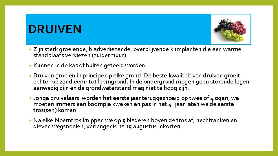 DRUIVEN • Zijn sterk groeiende, bladverliezende, overblijvende klimplanten die een warme standplaats verkiezen (zuidermuur)