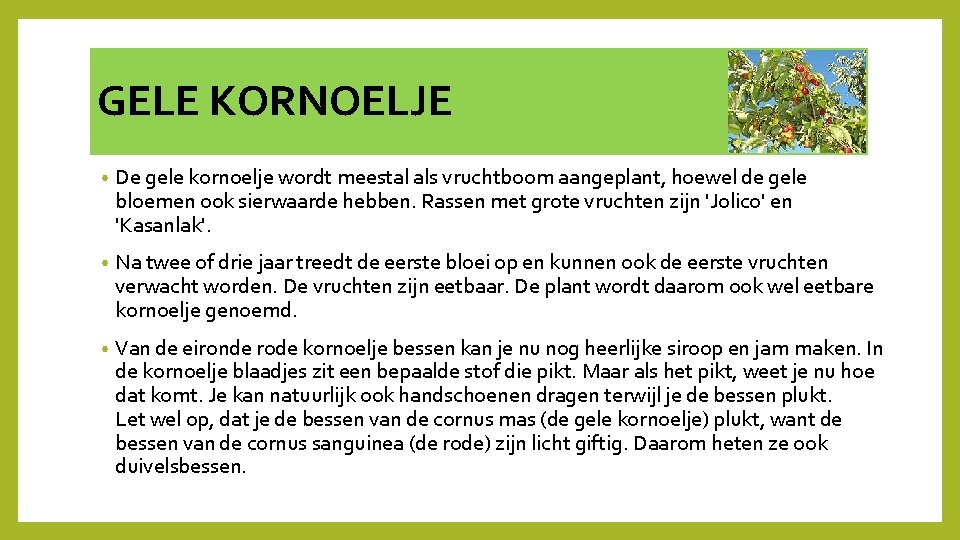 GELE KORNOELJE • De gele kornoelje wordt meestal als vruchtboom aangeplant, hoewel de gele
