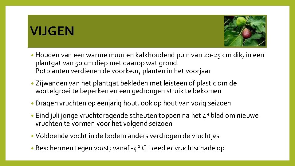 VIJGEN • Houden van een warme muur en kalkhoudend puin van 20‐ 25 cm