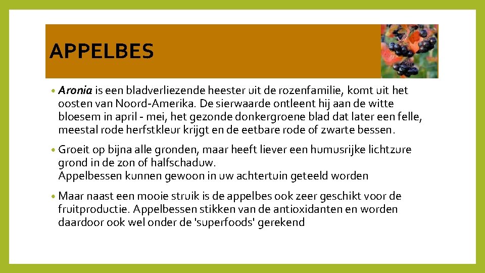 APPELBES • Aronia is een bladverliezende heester uit de rozenfamilie, komt uit het oosten