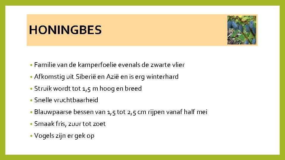 HONINGBES • Familie van de kamperfoelie evenals de zwarte vlier • Afkomstig uit Siberië