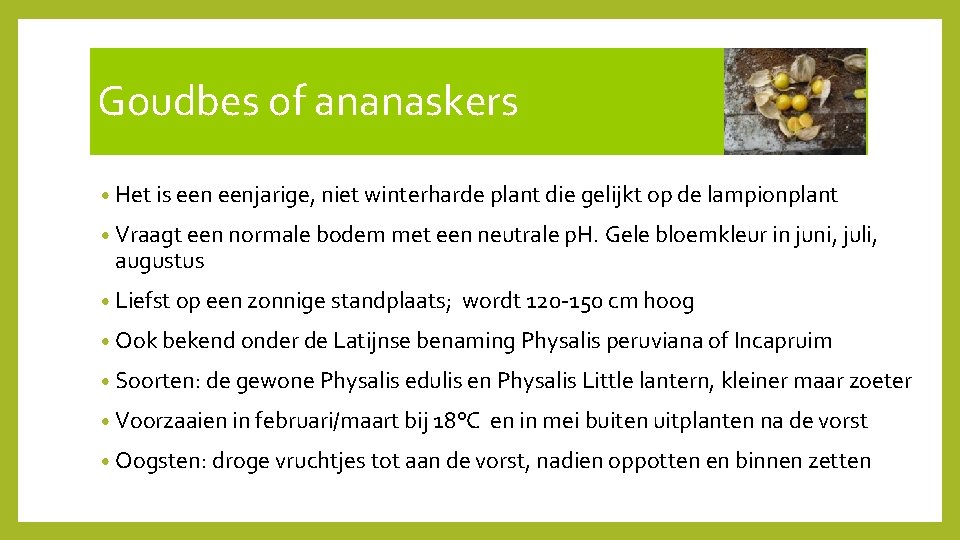 Goudbes of ananaskers • Het is eenjarige, niet winterharde plant die gelijkt op de