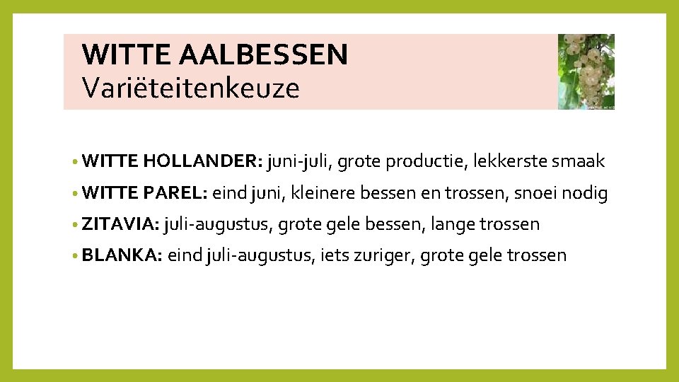  WITTE AALBESSEN Variëteitenkeuze • WITTE HOLLANDER: juni‐juli, grote productie, lekkerste smaak • WITTE