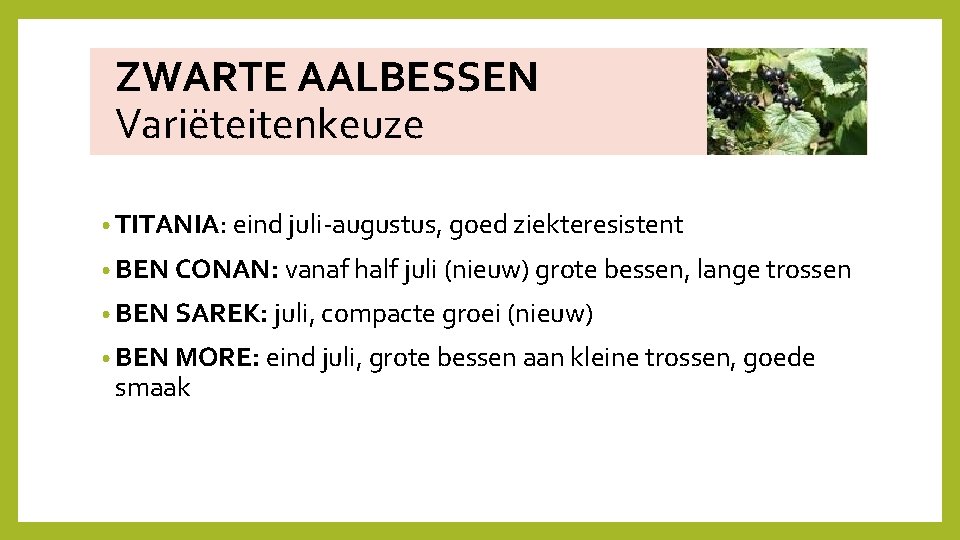  ZWARTE AALBESSEN Variëteitenkeuze • TITANIA: eind juli‐augustus, goed ziekteresistent • BEN CONAN: vanaf