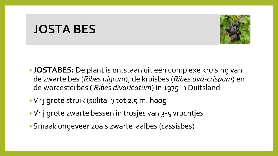  JOSTA BES • JOSTABES: De plant is ontstaan uit een complexe kruising van