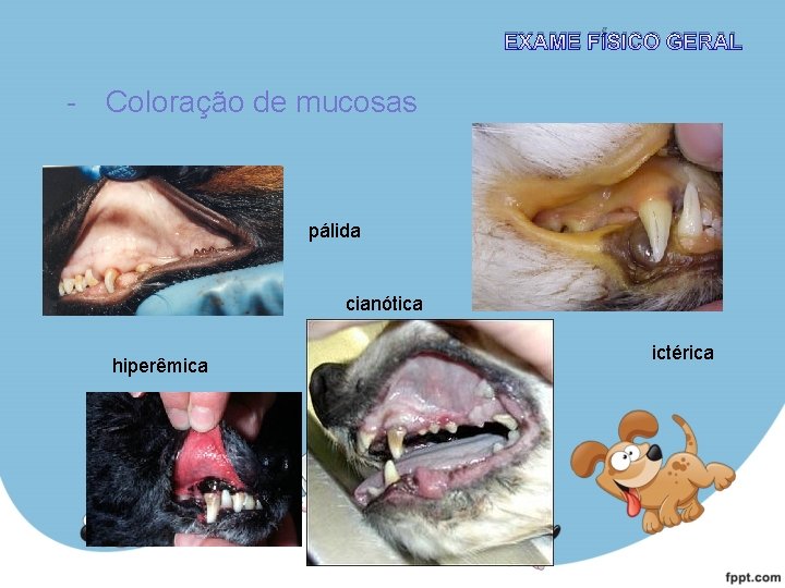 EXAME FÍSICO GERAL - Coloração de mucosas pálida cianótica hiperêmica ictérica 