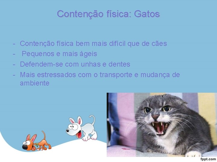 Contenção física: Gatos - Contenção física bem mais difícil que de cães Pequenos e