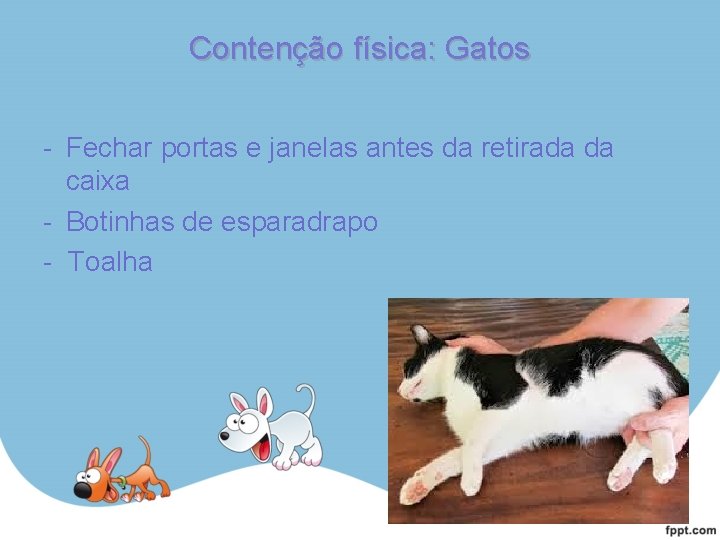 Contenção física: Gatos - Fechar portas e janelas antes da retirada da caixa -