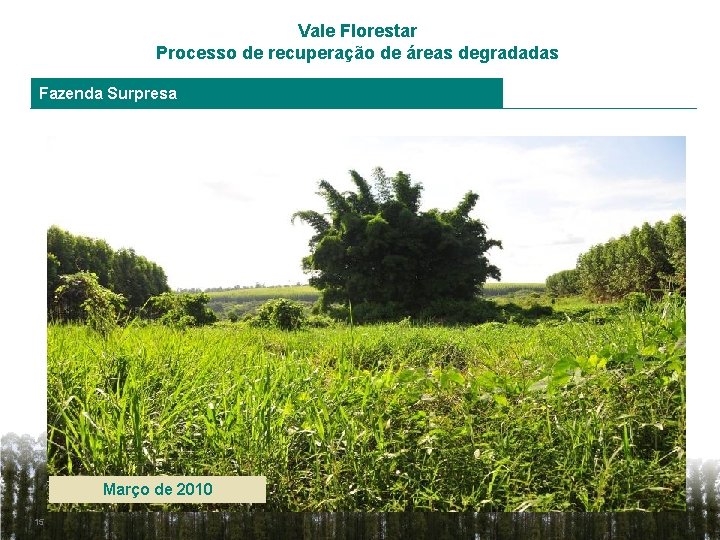 Vale Florestar Processo de recuperação de áreas degradadas Fazenda Surpresa Março de 2010 15