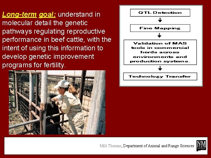 Long-term goal: understand in molecular detail the genetic pathways regulating reproductive performance in beef