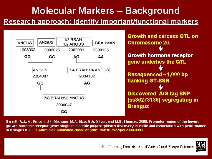 Molecular Markers – Background Research approach: identify important/functional markers Growth and carcass QTL on