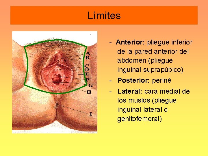 Límites - Anterior: pliegue inferior de la pared anterior del abdomen (pliegue inguinal suprapúbico)