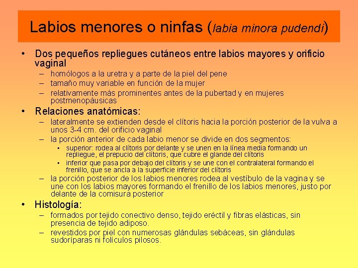 Labios menores o ninfas (labia minora pudendi) • Dos pequeños repliegues cutáneos entre labios