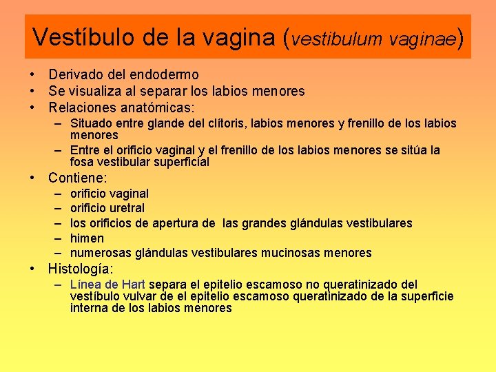 Vestíbulo de la vagina (vestibulum vaginae) • Derivado del endodermo • Se visualiza al