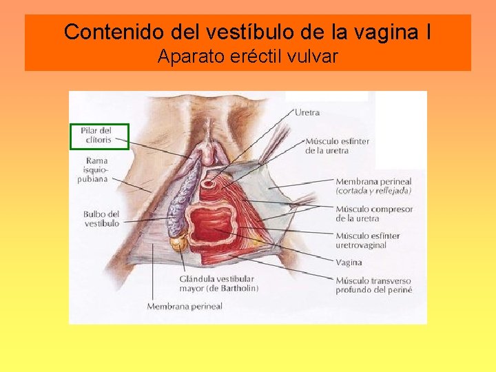 Contenido del vestíbulo de la vagina I Aparato eréctil vulvar 