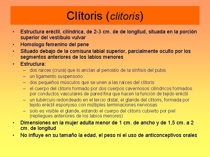 Clítoris (clitoris) • • Estructura eréctil, cilíndrica, de 2 -3 cm. de de longitud,