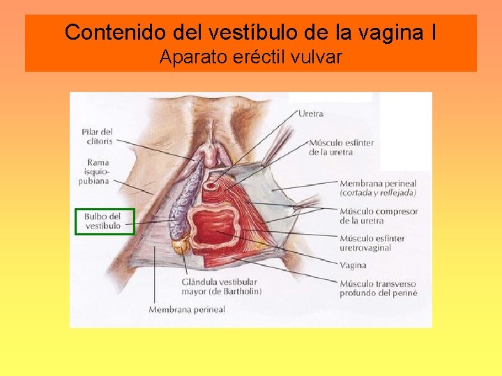 Contenido del vestíbulo de la vagina I Aparato eréctil vulvar 