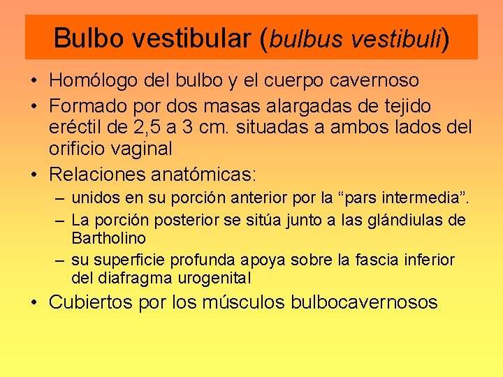 Bulbo vestibular (bulbus vestibuli) • Homólogo del bulbo y el cuerpo cavernoso • Formado