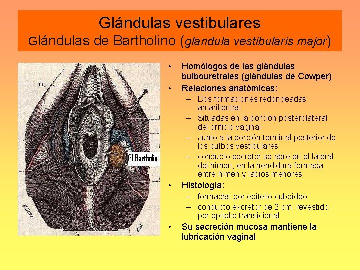 Glándulas vestibulares Glándulas de Bartholino (glandula vestibularis major) • • Homólogos de las glándulas