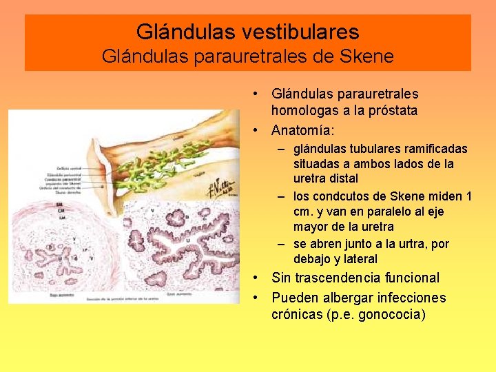 Glándulas vestibulares Glándulas parauretrales de Skene • Glándulas parauretrales homologas a la próstata •