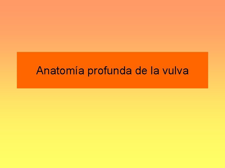 Anatomía profunda de la vulva 