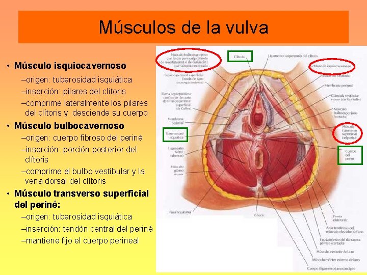 Músculos de la vulva • Músculo isquiocavernoso –origen: tuberosidad isquiática –inserción: pilares del clítoris