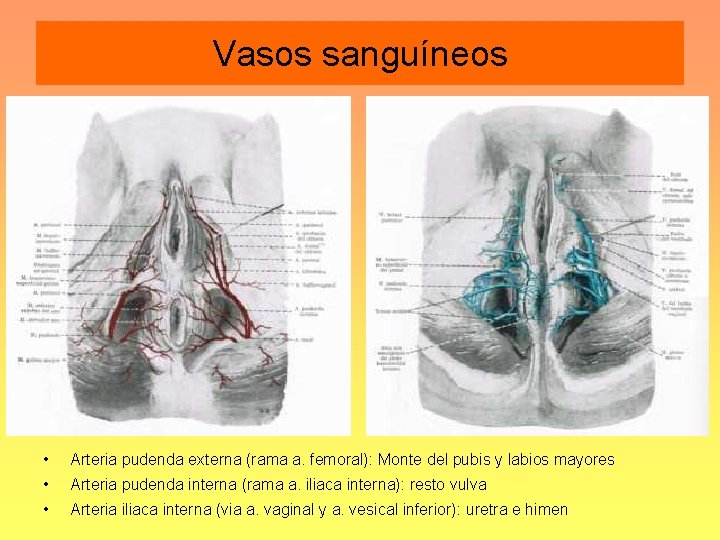 Vasos sanguíneos • Arteria pudenda externa (rama a. femoral): Monte del pubis y labios