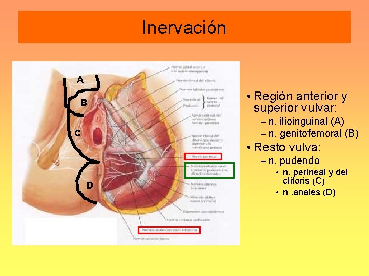 Inervación A B • Región anterior y superior vulvar: – n. ilioinguinal (A) –