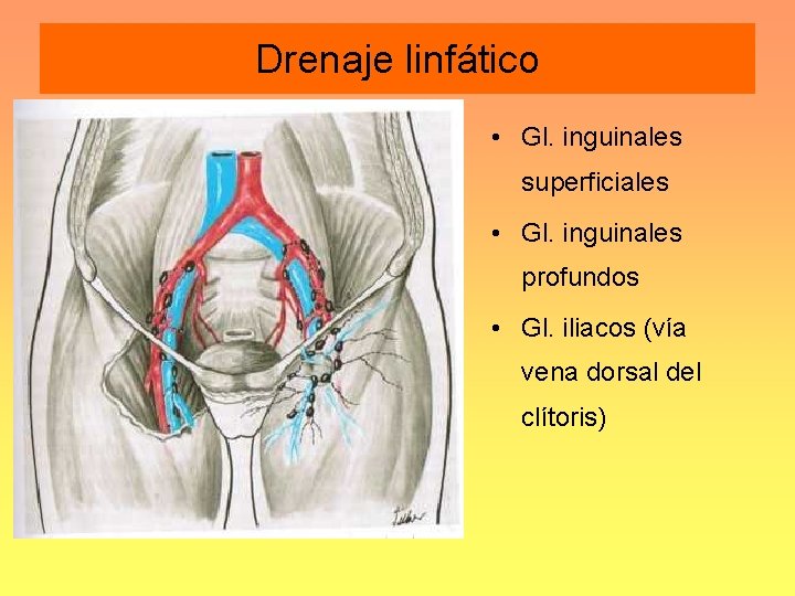 Drenaje linfático • Gl. inguinales superficiales • Gl. inguinales profundos • Gl. iliacos (vía