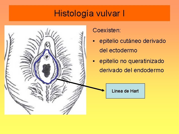 Histología vulvar I Coexisten: • epitelio cutáneo derivado del ectodermo • epitelio no queratinizado