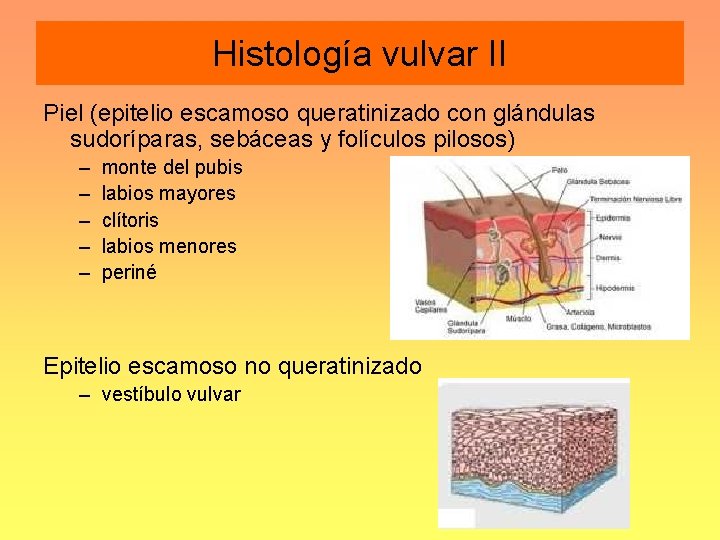 Histología vulvar II Piel (epitelio escamoso queratinizado con glándulas sudoríparas, sebáceas y folículos pilosos)