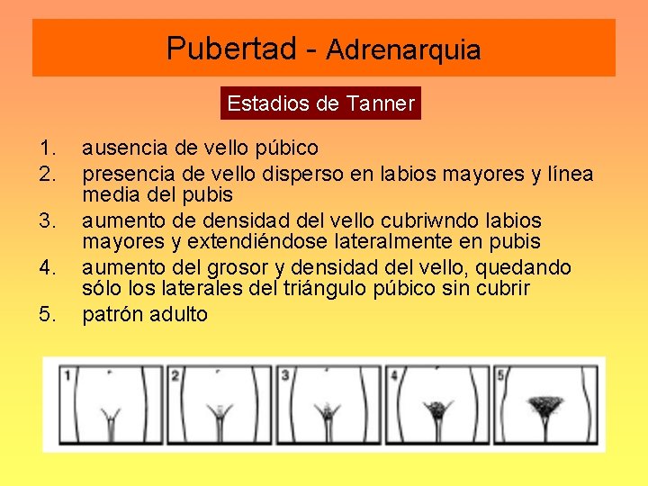 Pubertad - Adrenarquia Estadios de Tanner 1. 2. 3. 4. 5. ausencia de vello