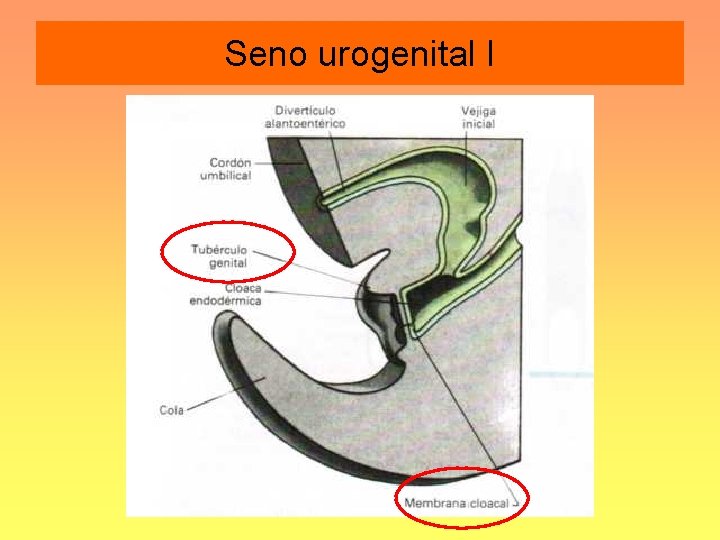 Seno urogenital I 