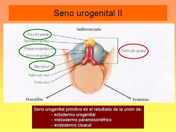 Seno urogenital II Seno urogenital primitivo es el resultado de la unión de: -