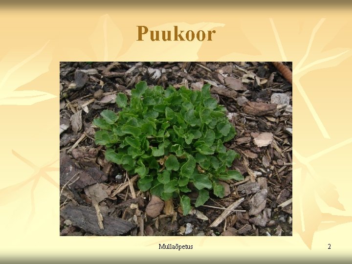Puukoor Mullaõpetus 2 Puukoor Mullaõpetus 2