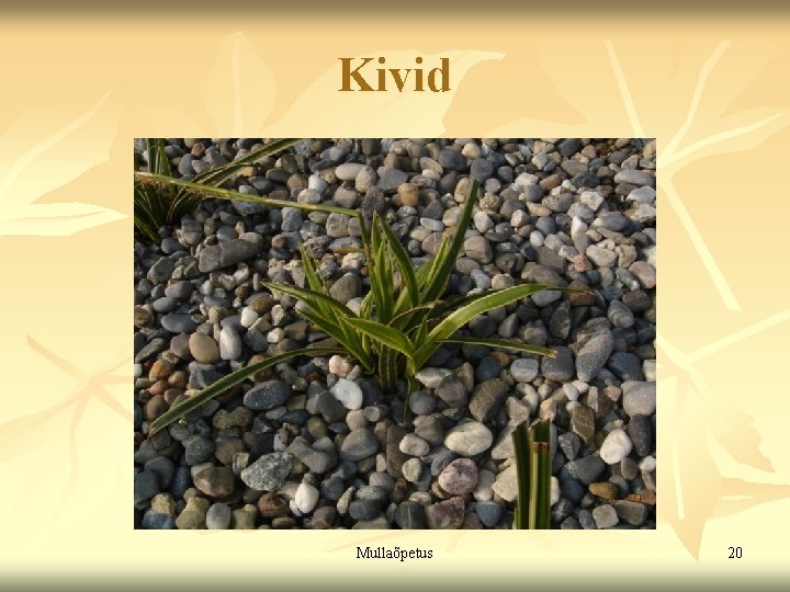 Kivid Mullaõpetus 20 Kivid Mullaõpetus 20
