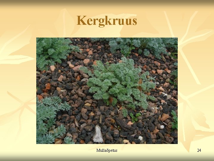 Kergkruus Mullaõpetus 24 Kergkruus Mullaõpetus 24